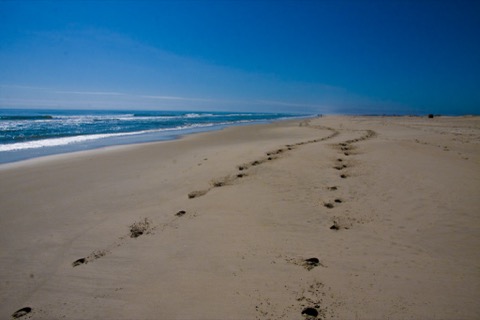 Assateague Island (State Park &amp; National Seashore)