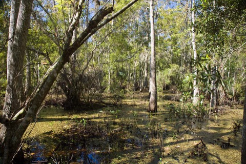Bayou Coquille / Marsh Overlook Trail — Barataria Preserve (Jean Lafitte National Historical Park)