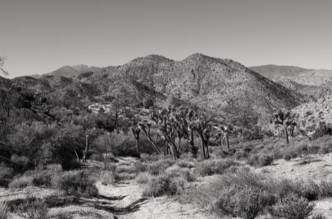 Black Rock &amp; Cottonwood — Joshua Tree National Park