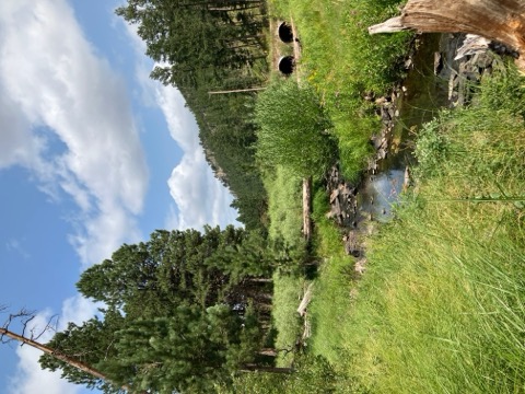 Custer State Park — Blue Bell Campground — Custer