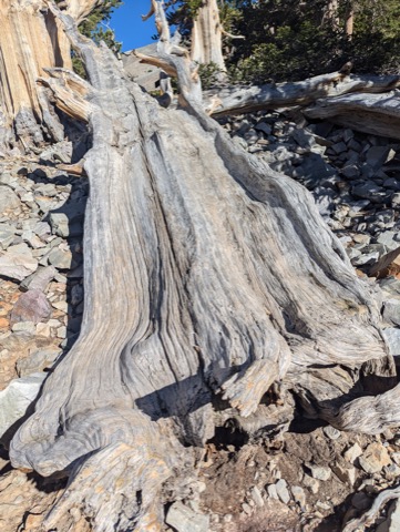 Bristlecone Pine Grove Trail — Great Basin National Park