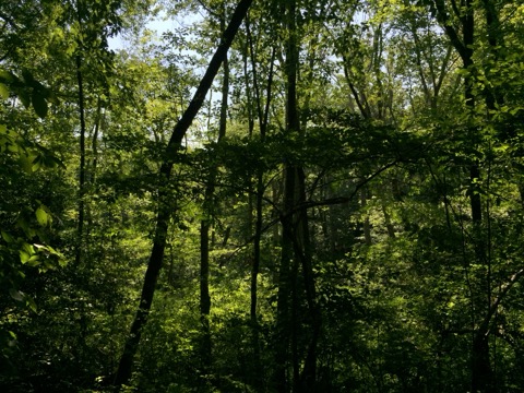 Calvert Cliffs State Park Red Trail