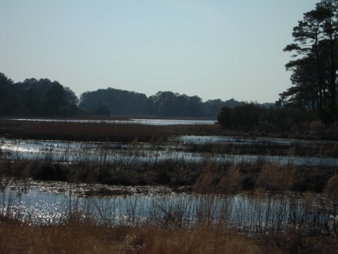 Chincoteague/Assateague (VA side)