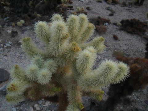 Cholla Cactus Garden — Joshua Tree National Park