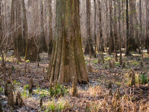 Congaree National Park Boardwalk Loop — Hopkins