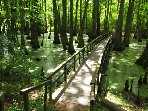 Cypress Swamp Trail — Natchez Trace