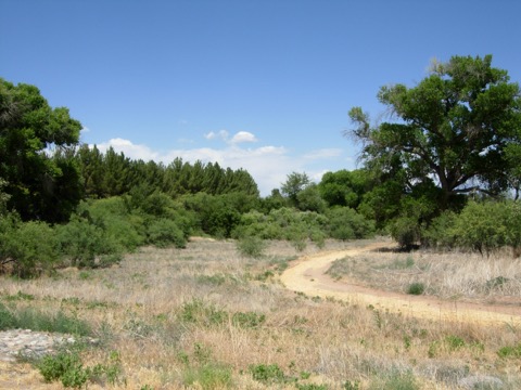 Dead Horse Ranch State Park — Cottonwood