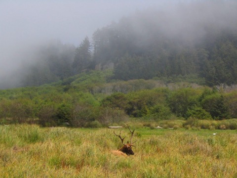 Jedediah Smith &amp; Prairie Creek Redwoods (Elk Prairie)