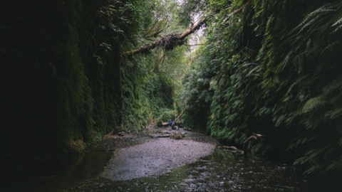 Fern Canyon Trail — Prairie Creek Redwoods State Park