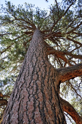 Flagstaff KOA