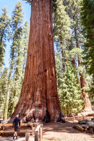 General Sherman Tree Trail — Sequoia National Park