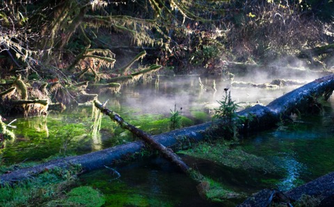 Hall of Mosses — Hoh Rain Forest, Olympic National Park