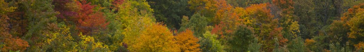 Brown County State Park Fall Colors, Indiana