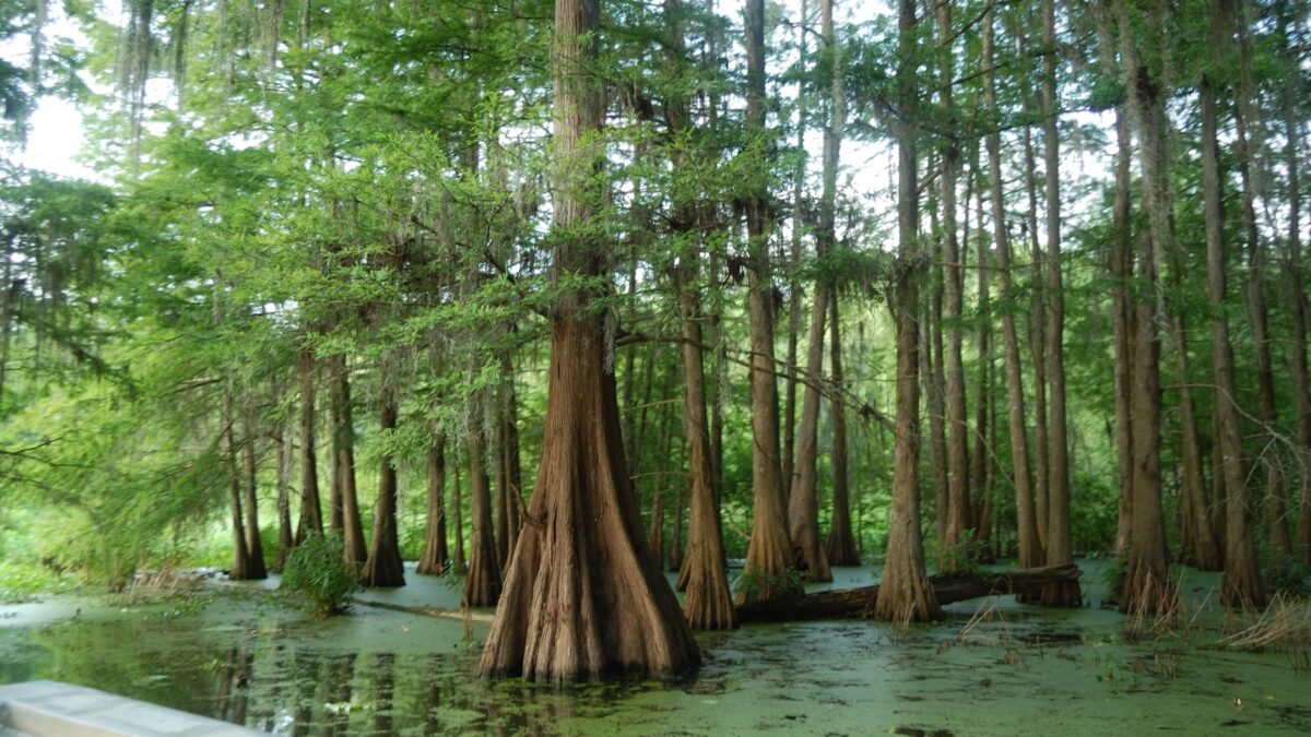 Lake Martin Cypress Swamp, Louisiana