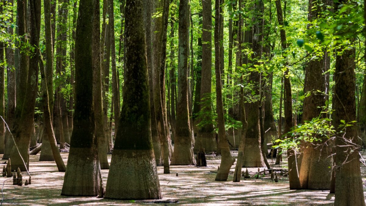Congaree National Park Forestscape, South Carolina