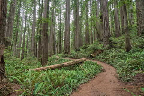 Jedediah Smith Redwoods State Park — Crescent City