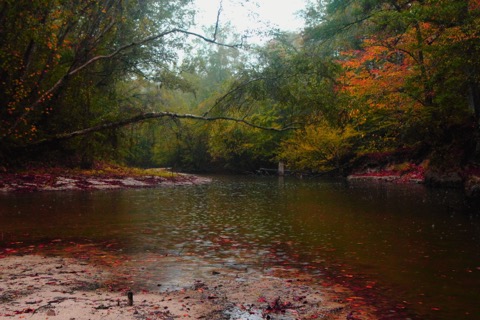 Kisatchie National Forest (central/north Louisiana)