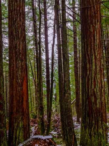 Lady Bird Johnson Grove Trail — Redwood National and State Parks (Orick)