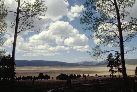 Las Conchas / East Fork — Jemez Mountains