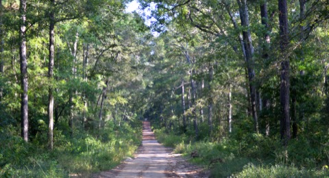 Lone Star Hiking Trail — Sam Houston National Forest