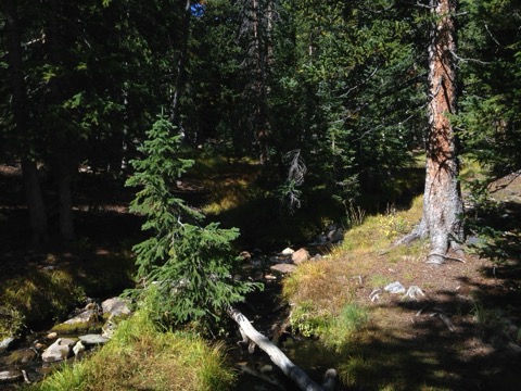 Lower Lehman Creek Campground — Great Basin National Park