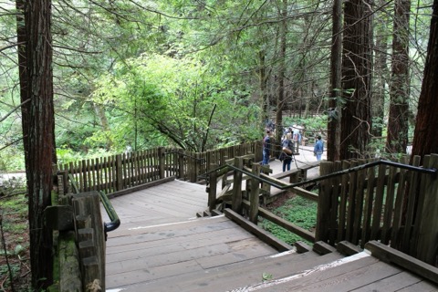 Muir Woods Main Trail / Redwood Creek Loop — Mill Valley