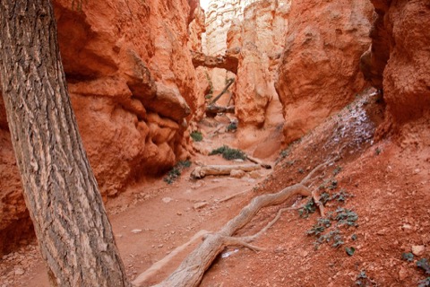 Navajo Loop / Queen's Garden combo — Bryce Canyon National Park