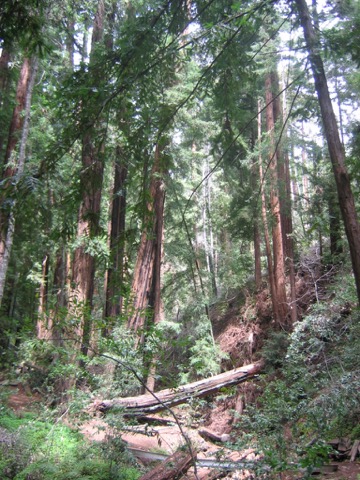 Pfeiffer Big Sur State Park