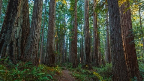 Prairie Creek Redwoods State Park — Orick