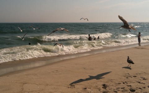 Robert Moses State Park — Fire Island