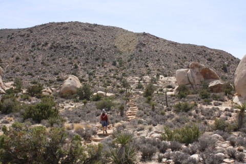 Ryan Mountain — Joshua Tree National Park