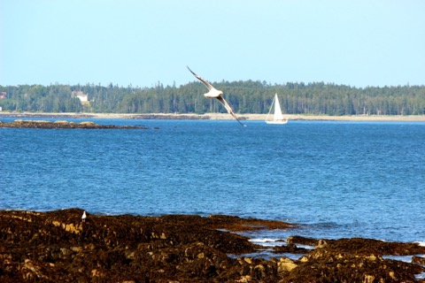 Seawall Campground — Acadia (Bass Harbor)
