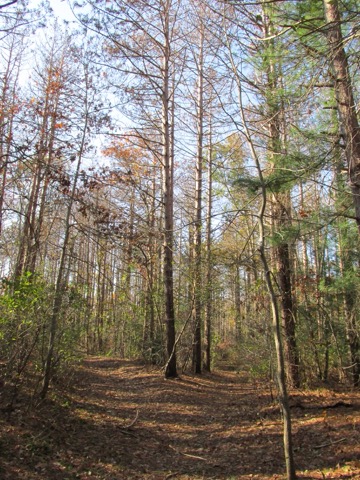 Shawme-Crowell State Forest — Sandwich