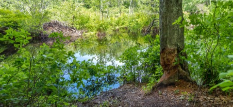 Stepstone Falls via Ben Utter Trail