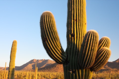 Valley View Overlook Trail — Saguaro National Park