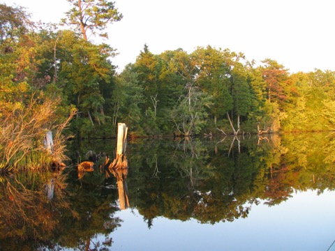 Wharton State Forest / Atsion — Hammonton