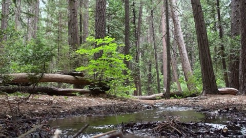 Yosemite (Upper Pines)